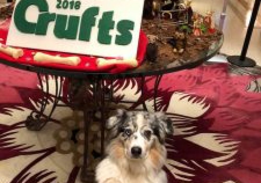 1.Moster-pa-Crufts-2018-225x300-1
